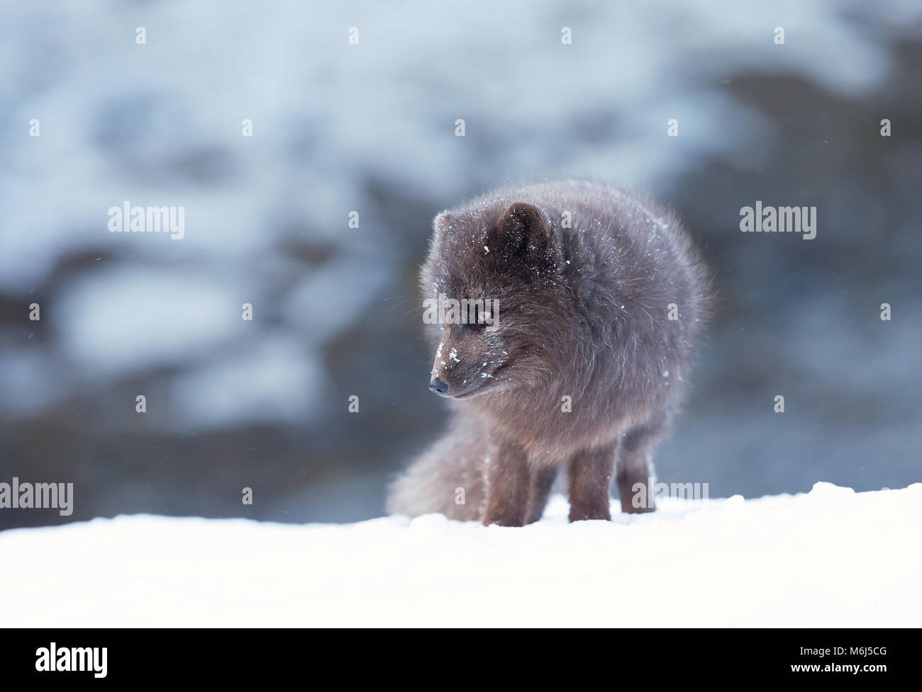 Arctic Fox White Fox Snow High Resolution Stock Photography and Images ...