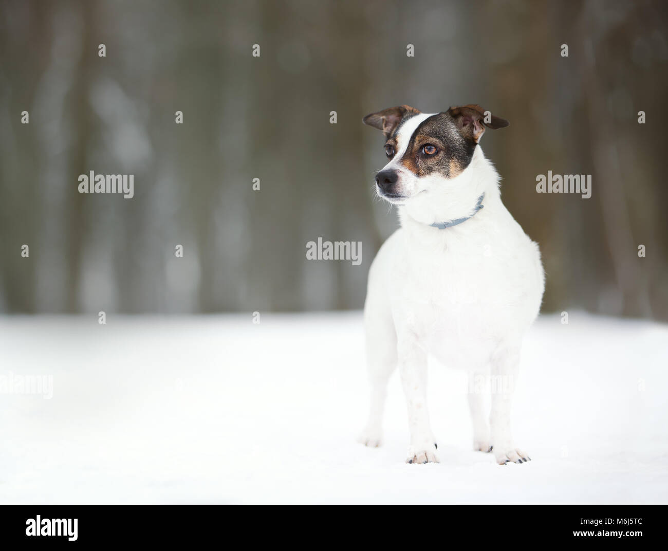 Close up of a cute white dog standing in the snow in winter Stock Photo ...