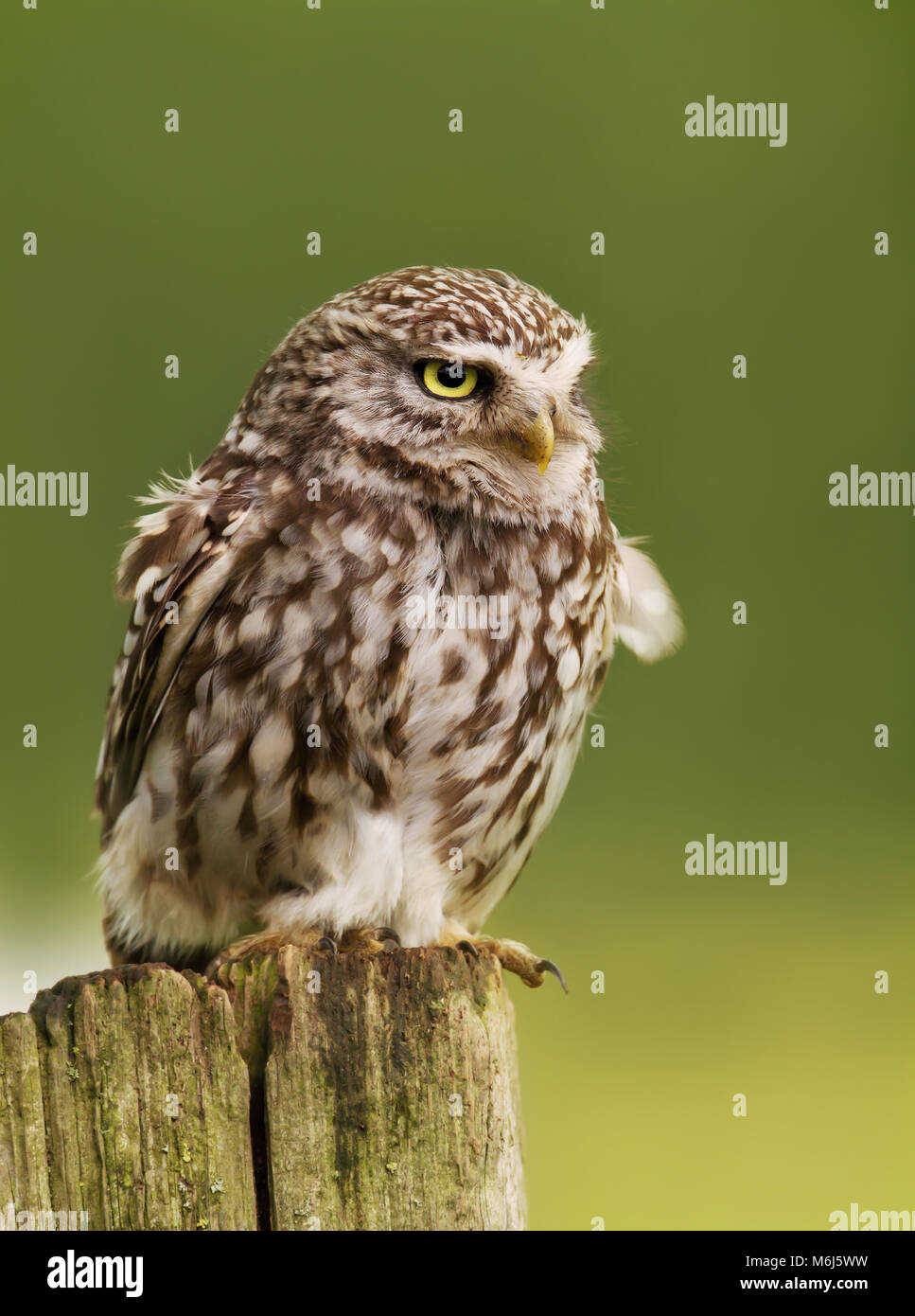 Close up of a Little owl perching on a log, UK. Stock Photo