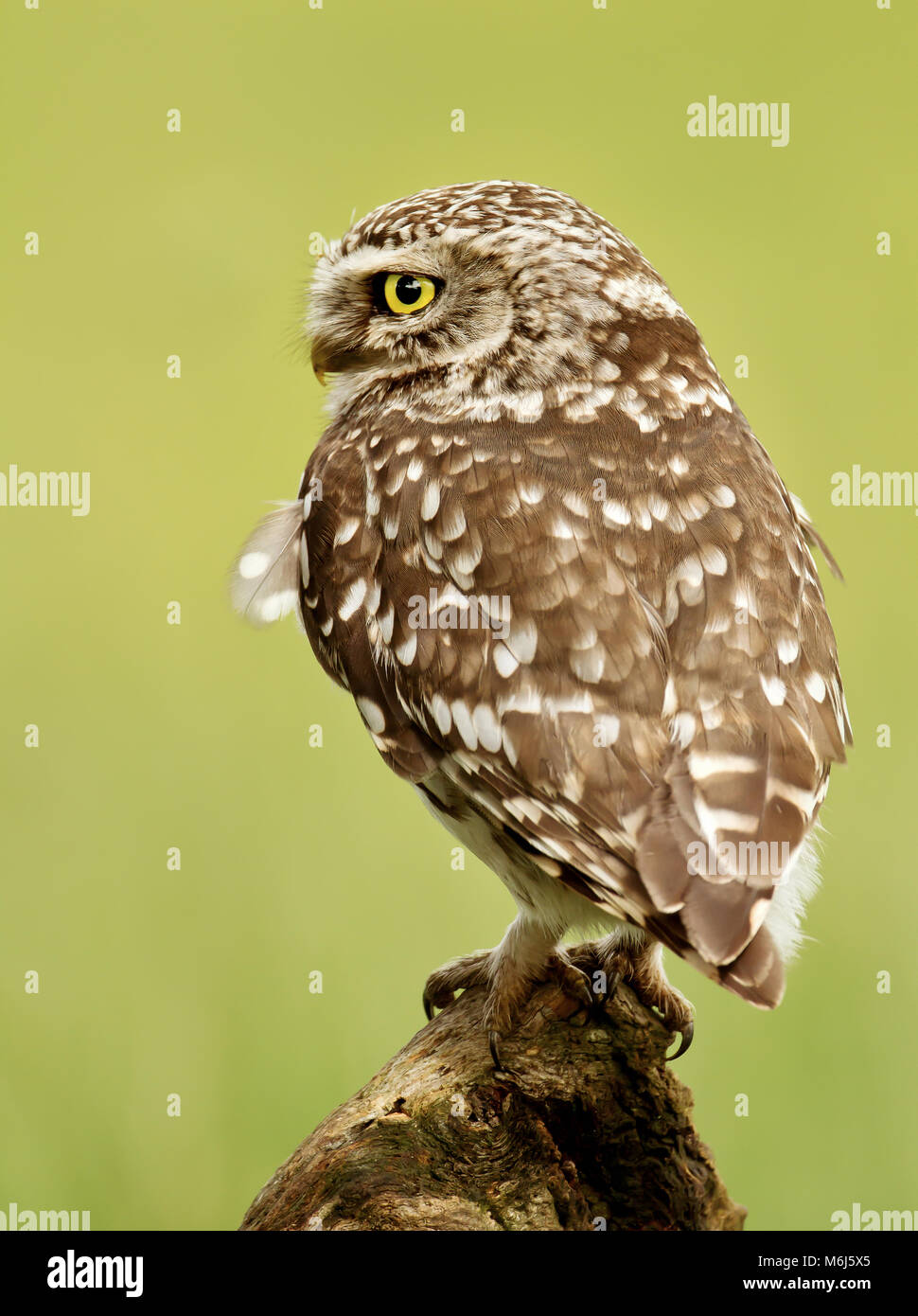 Close up of a Little owl perching on a log, UK. Stock Photo
