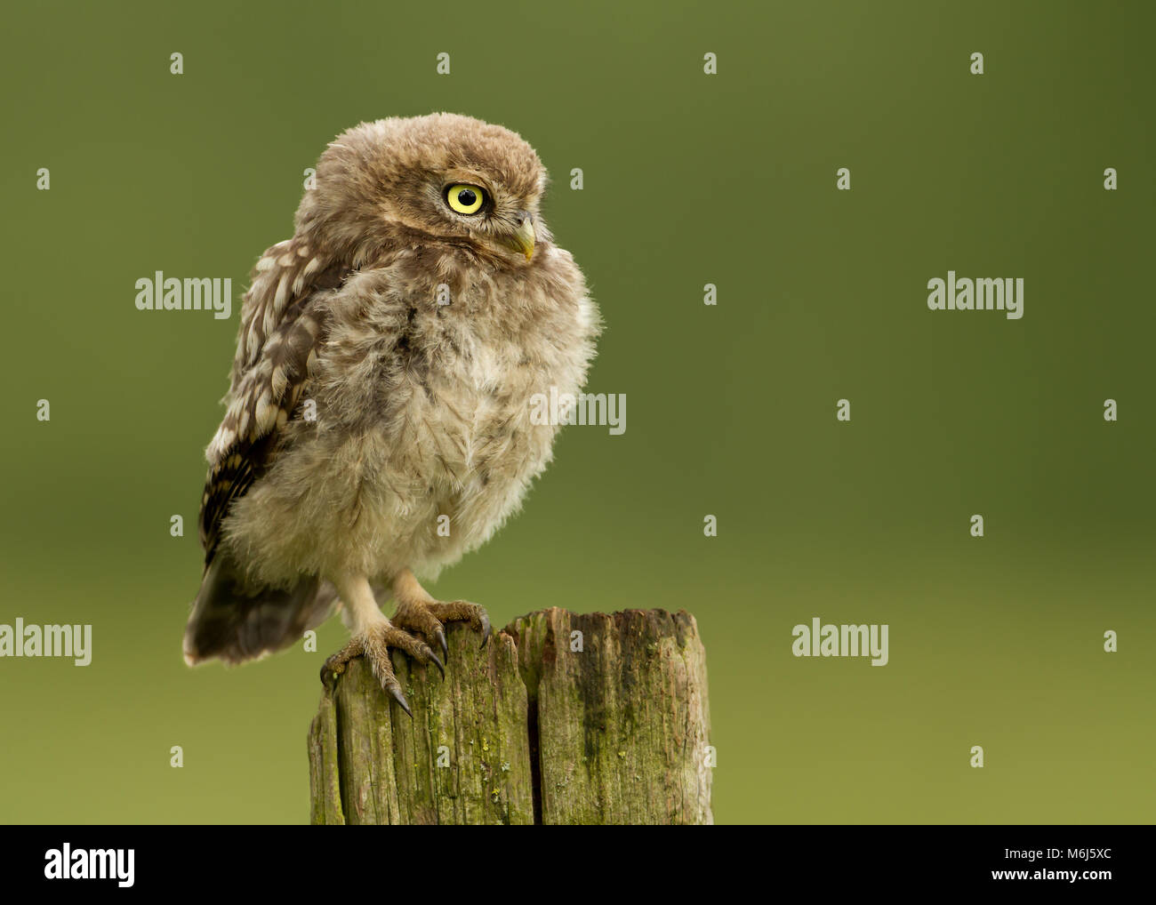 Juvenile Little owl perching on a post against green background, UK. Stock Photo