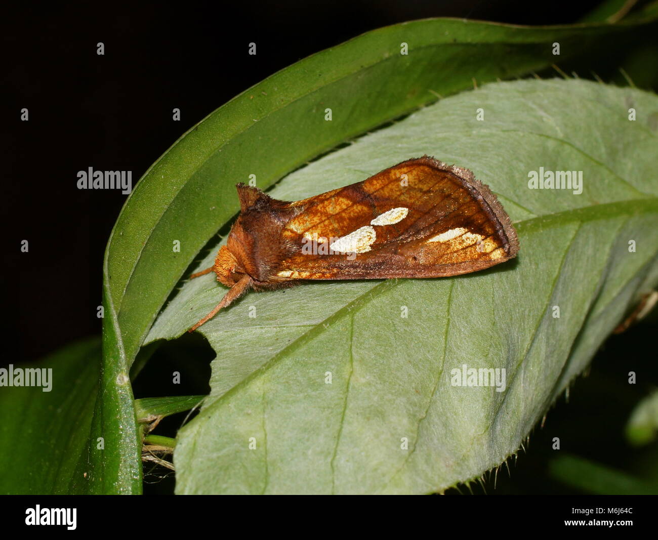 Plusia festucae (gold spot) is a species of moth of the family Noctuidae. Moth is sitting on a green leaf. Stock Photo