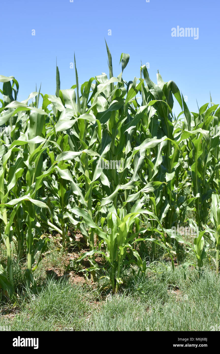 Rows of maize in agricultural fields near the town of middelburg in South Africa against a blue sky Stock Photo