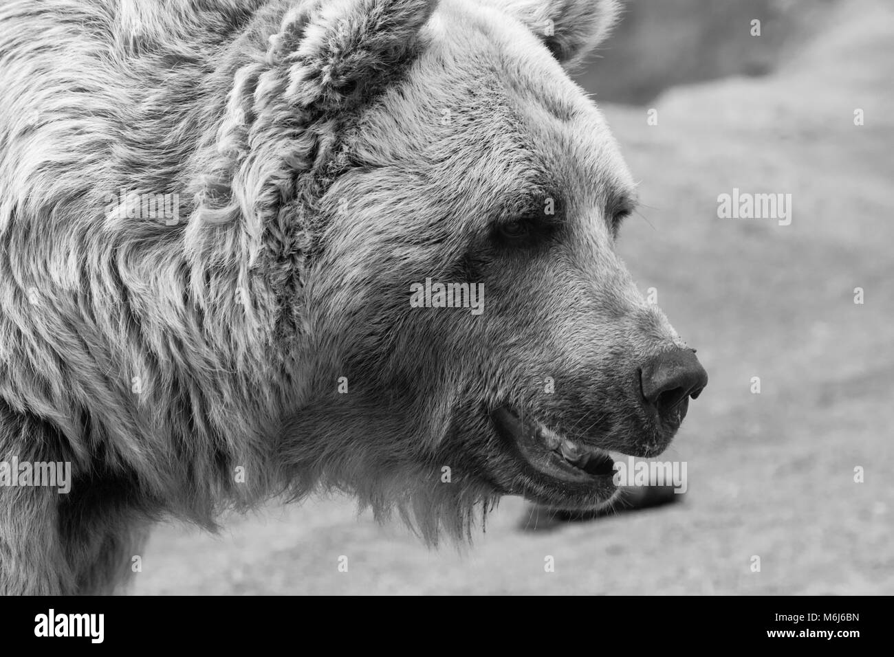 a detailed close up of a bears face in black and white Stock Photo