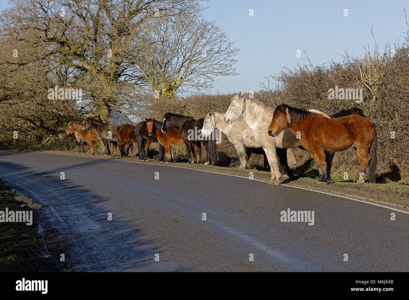 New Forest ponies in the UK line a road and stand in sunshine Stock Photo