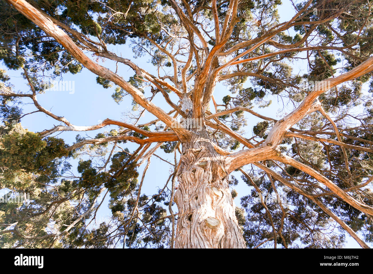 Arbor Day Tree Stock Photos & Arbor Day Tree Stock Images - Alamy