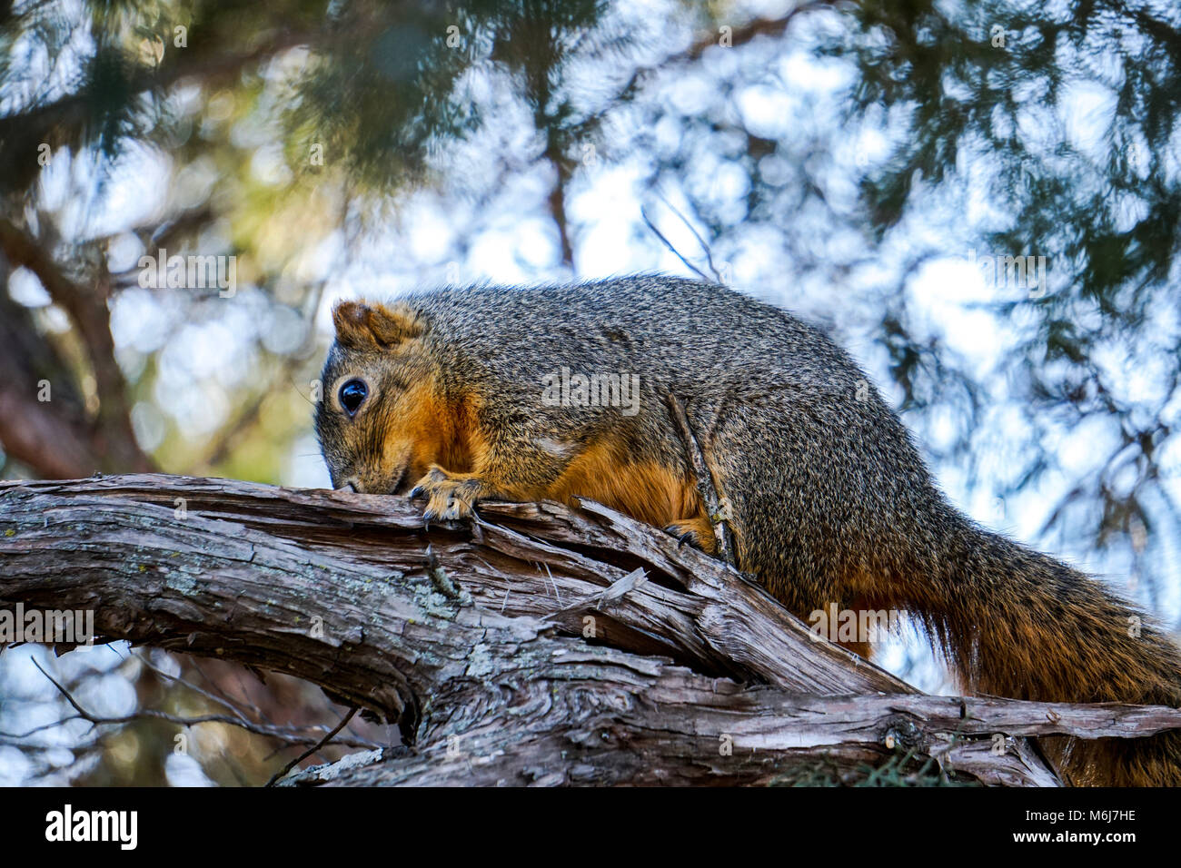 Red Fox Squirrel Stock Photo