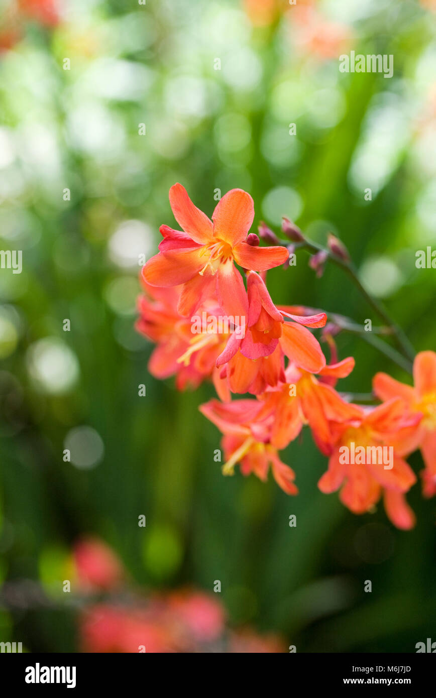 Crocosmia flowers in an herbaceous border. Stock Photo