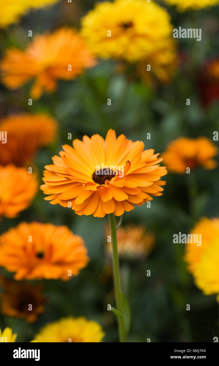 Calendula officinalis flowers. Stock Photo