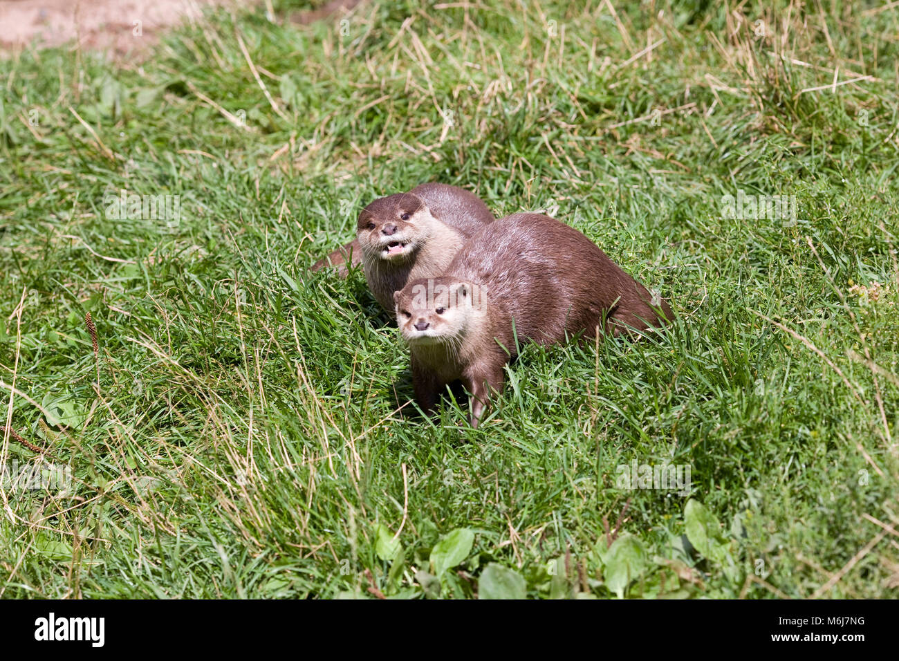 Lutra lutra. European Otters in captivity. Stock Photo