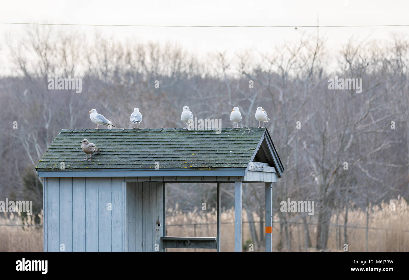 numberous sea gulls sitting on a small building at havens beach on a winter's day in sag harbor, ny Stock Photo