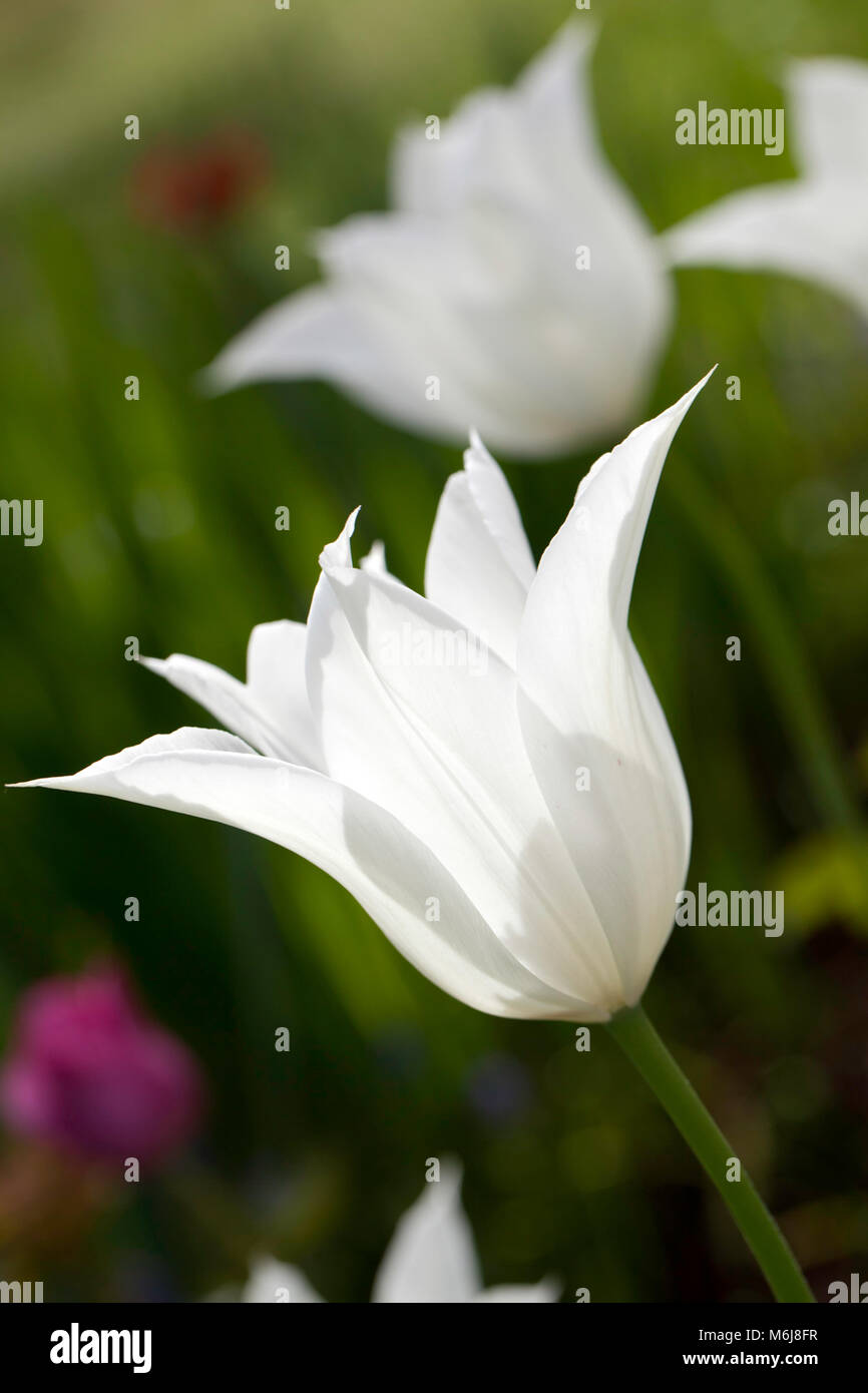 'Sapporo' Lily Flowered Tulip, Liljetulpan (Tulipa gesneriana) Stock Photo