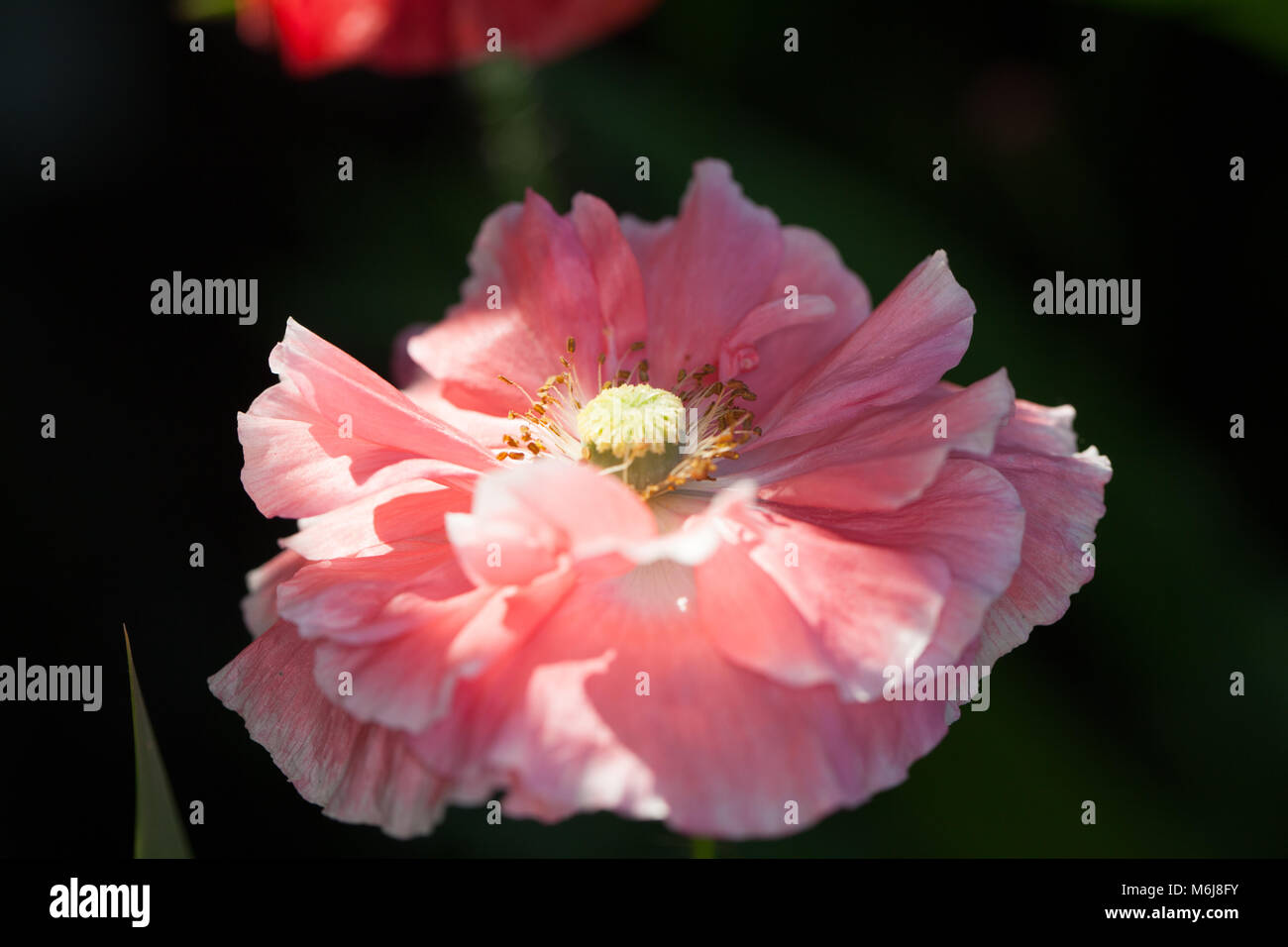 'Flemish Antique' Opium Poppy, Pionvallmo (Papaver somniferum) Stock Photo