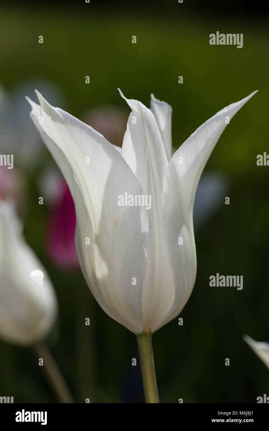 'Sapporo' Lily Flowered Tulip, Liljetulpan (Tulipa gesneriana) Stock Photo