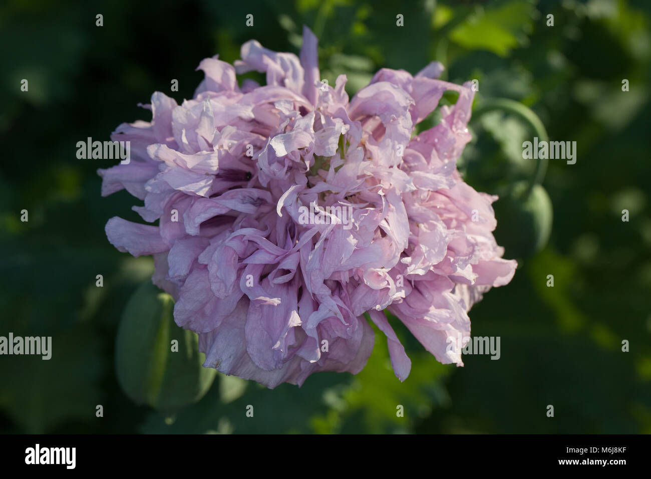 'Lilac Pompom' Opium Poppy, Pionvallmo (Papaver somniferum) Stock Photo