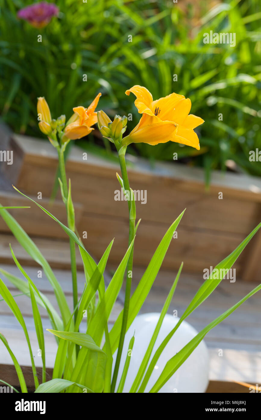 'Holy Grail' Daylily, Daglilja (Hemerocallis) Stock Photo