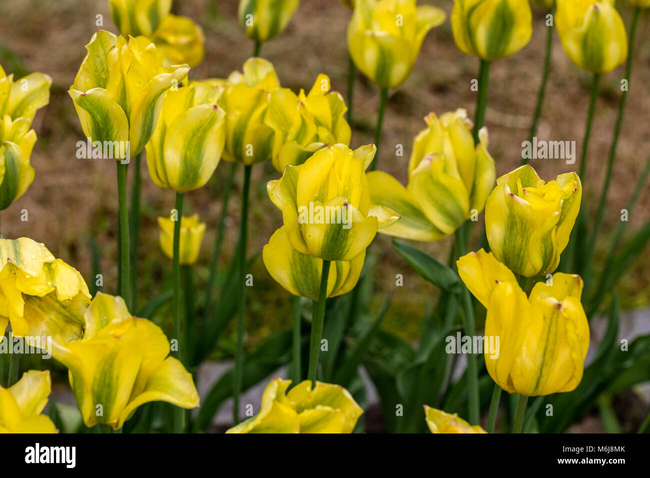'Yellow Spring Green' Viridiflora Tulip, Viridifloratulpan (Tulipa gesneriana) Stock Photo