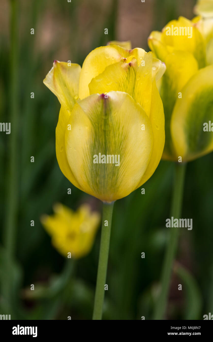 'Yellow Spring Green' Viridiflora Tulip, Viridifloratulpan (Tulipa gesneriana) Stock Photo