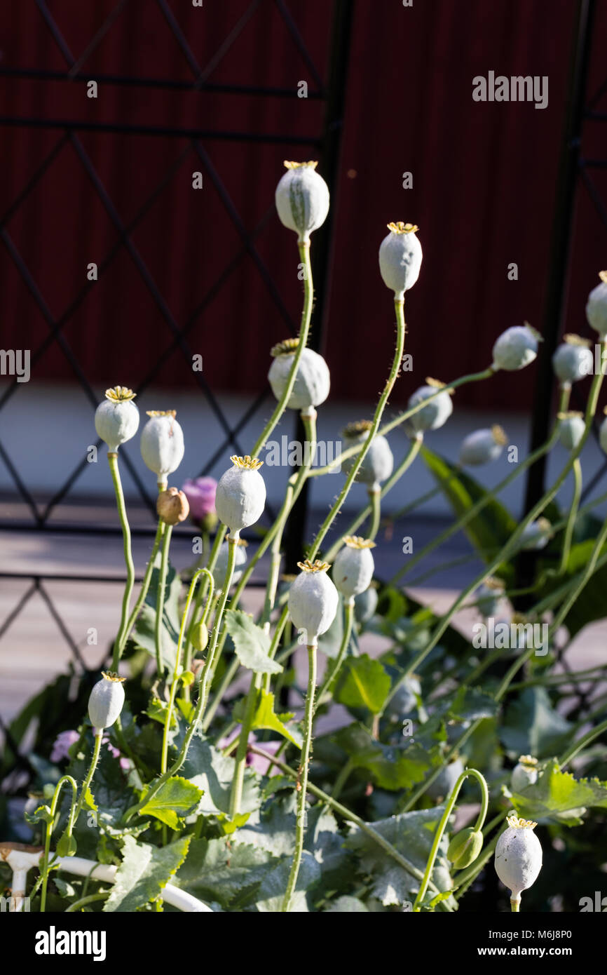 'Lilac Pompom' Opium Poppy, Pionvallmo (Papaver somniferum) Stock Photo