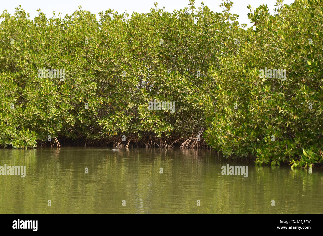 Mangrove forests in the Saloum river Delta area, Senegal, West Africa ...