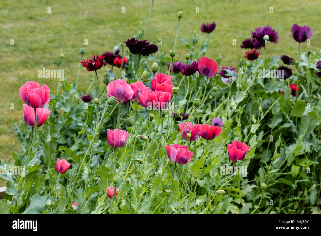 'The Giant' Opium Poppy, Pionvallmo (Papaver somniferum) Stock Photo