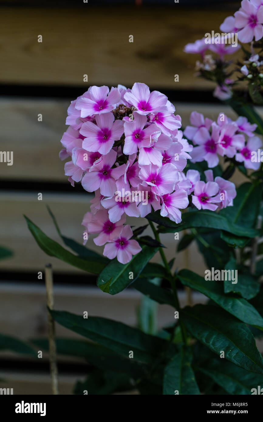 'Bright Eyes' Garden Phlox, Höstflox (Phlox paniculata) Stock Photo