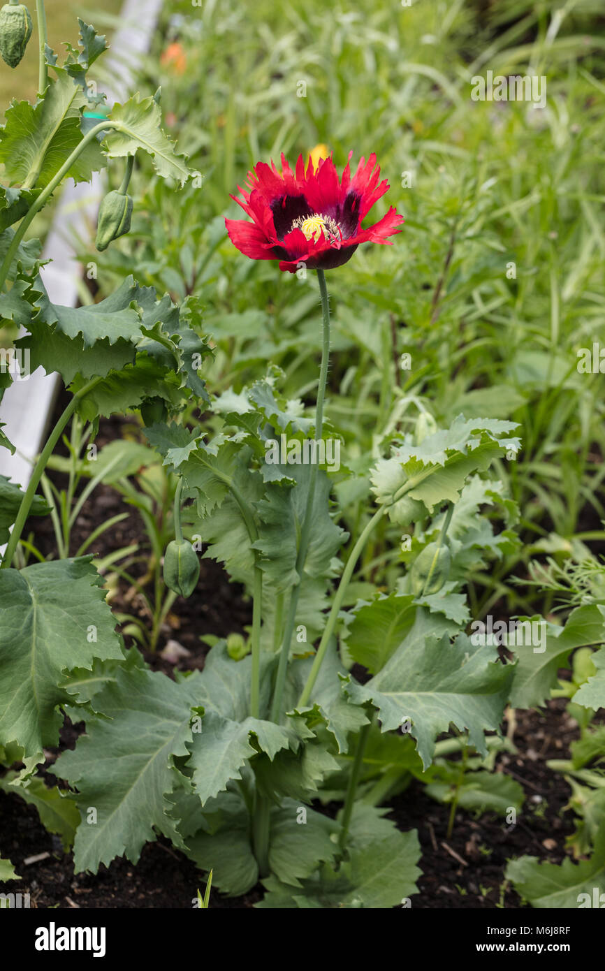 'The Giant' Opium Poppy, Pionvallmo (Papaver somniferum) Stock Photo