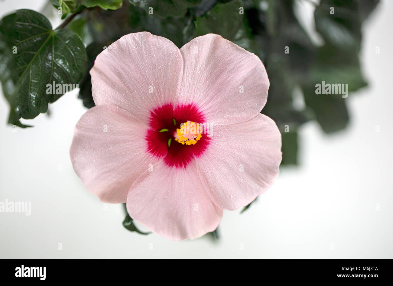 Chinese Hibiscus Hibiskus Hibiscus Rosa Sinensis Stock Photo Alamy