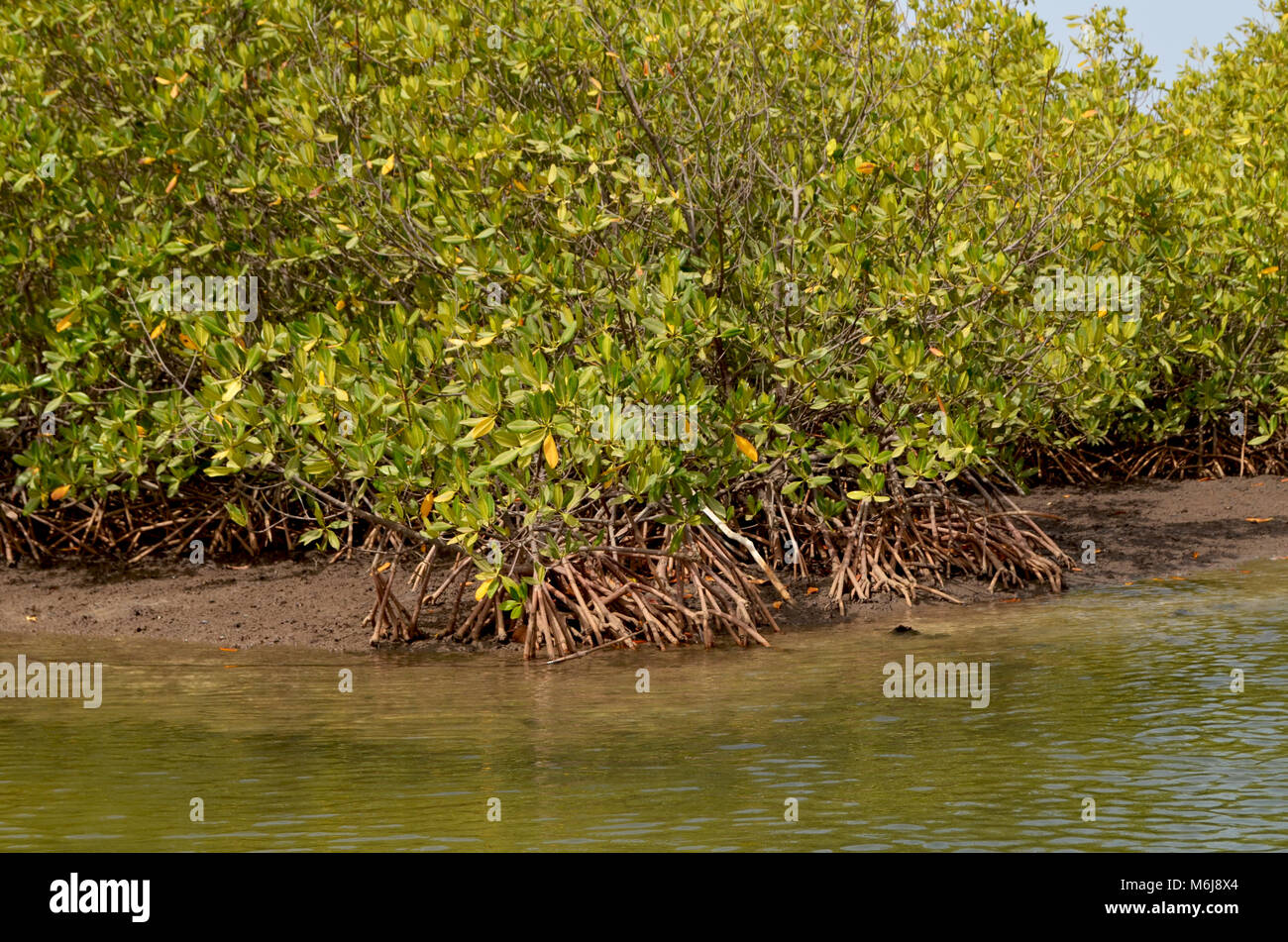 Mangrove forests in the Saloum river Delta area, Senegal, West Africa