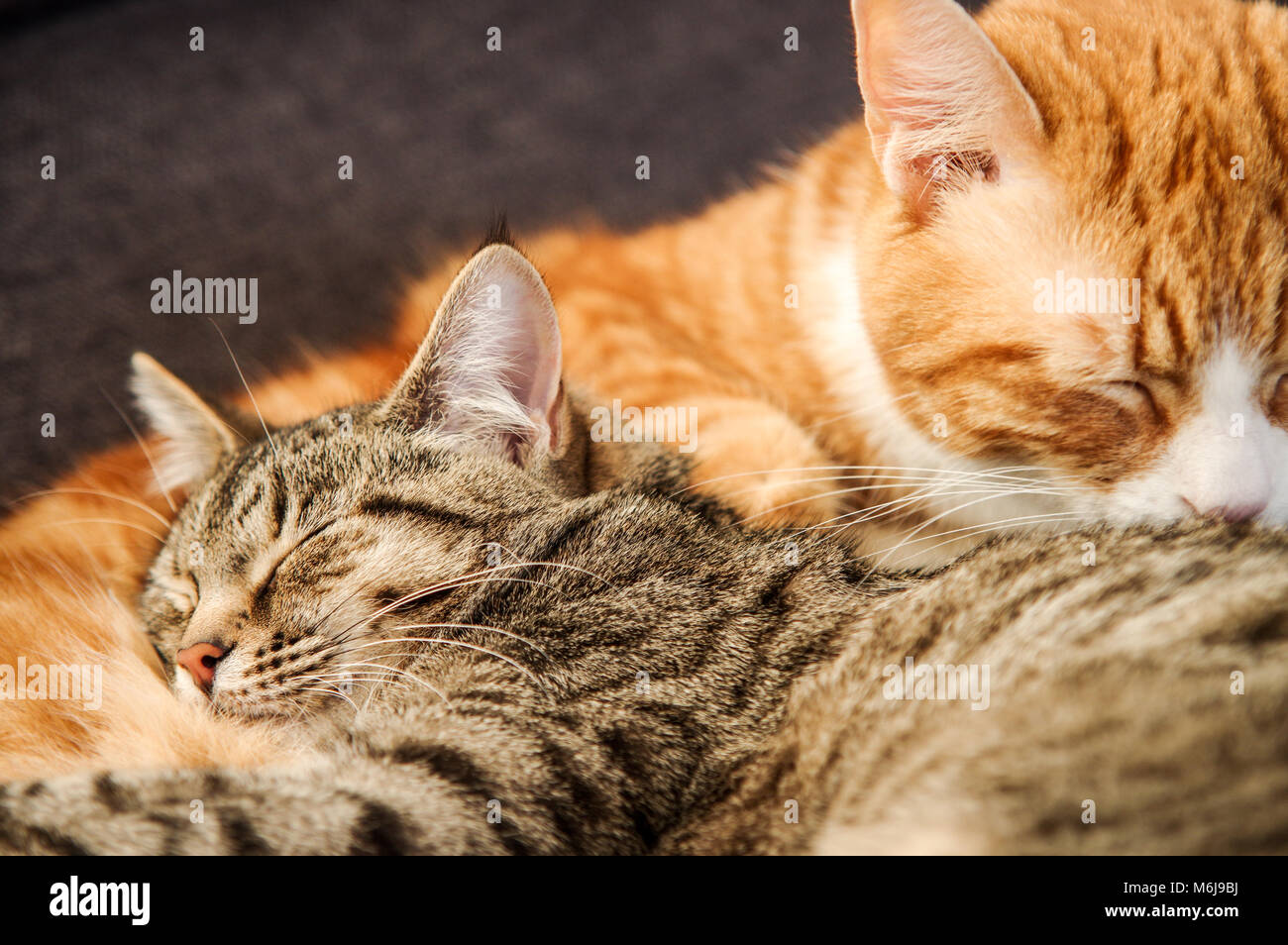 A young tabby and a large adult ginger cat cuddled up together in their sleep Stock Photo