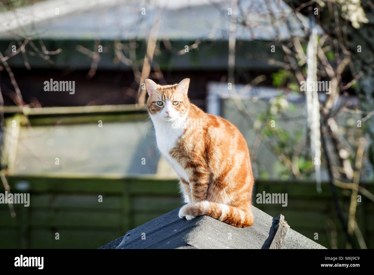 Large ginger cat sitting on top of a shed, basking in spring sunshine