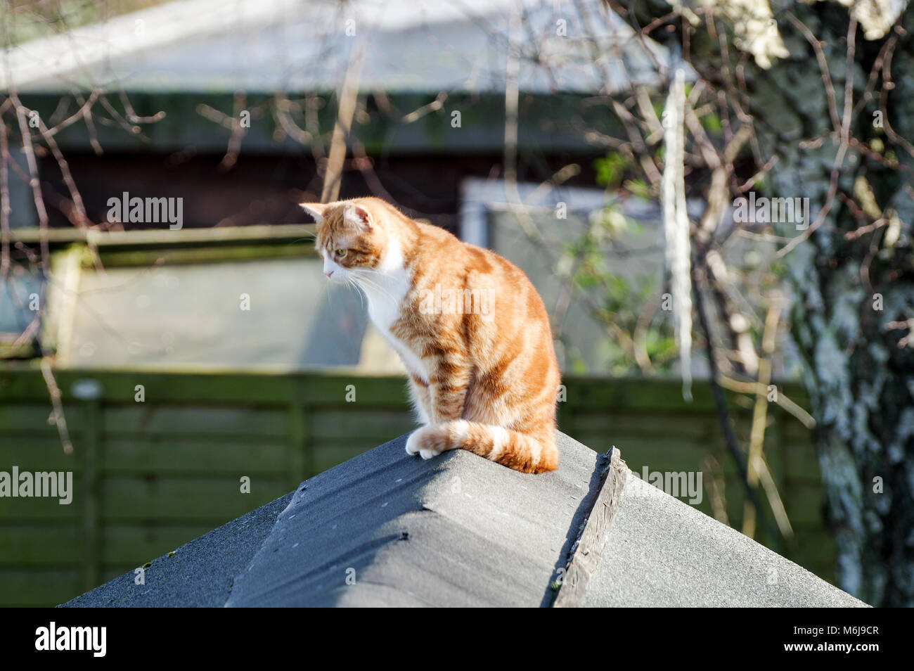 Large ginger cat sitting on top of a shed, basking in spring sunshine