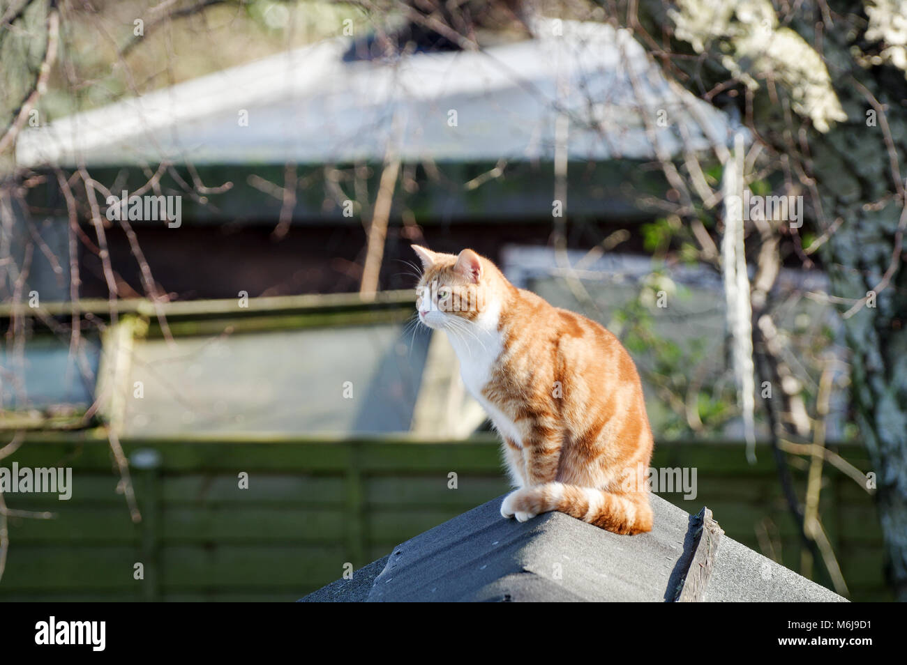 Large ginger cat sitting on top of a shed, basking in spring sunshine ...