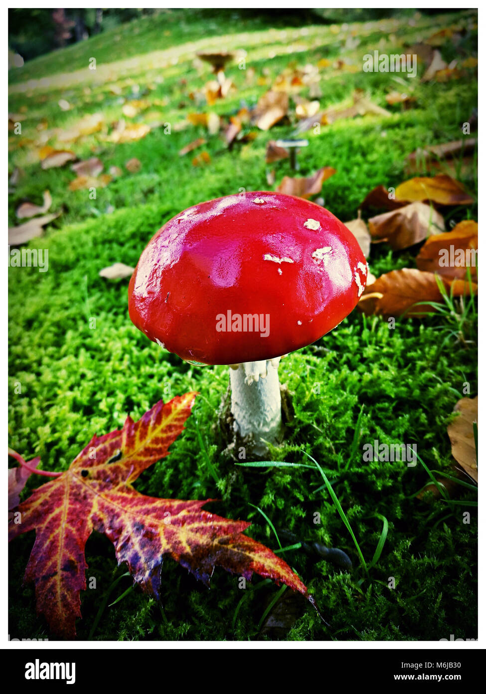 Amanita muscaria, red fly agaric with autumn leaves on a green lawn Stock Photo