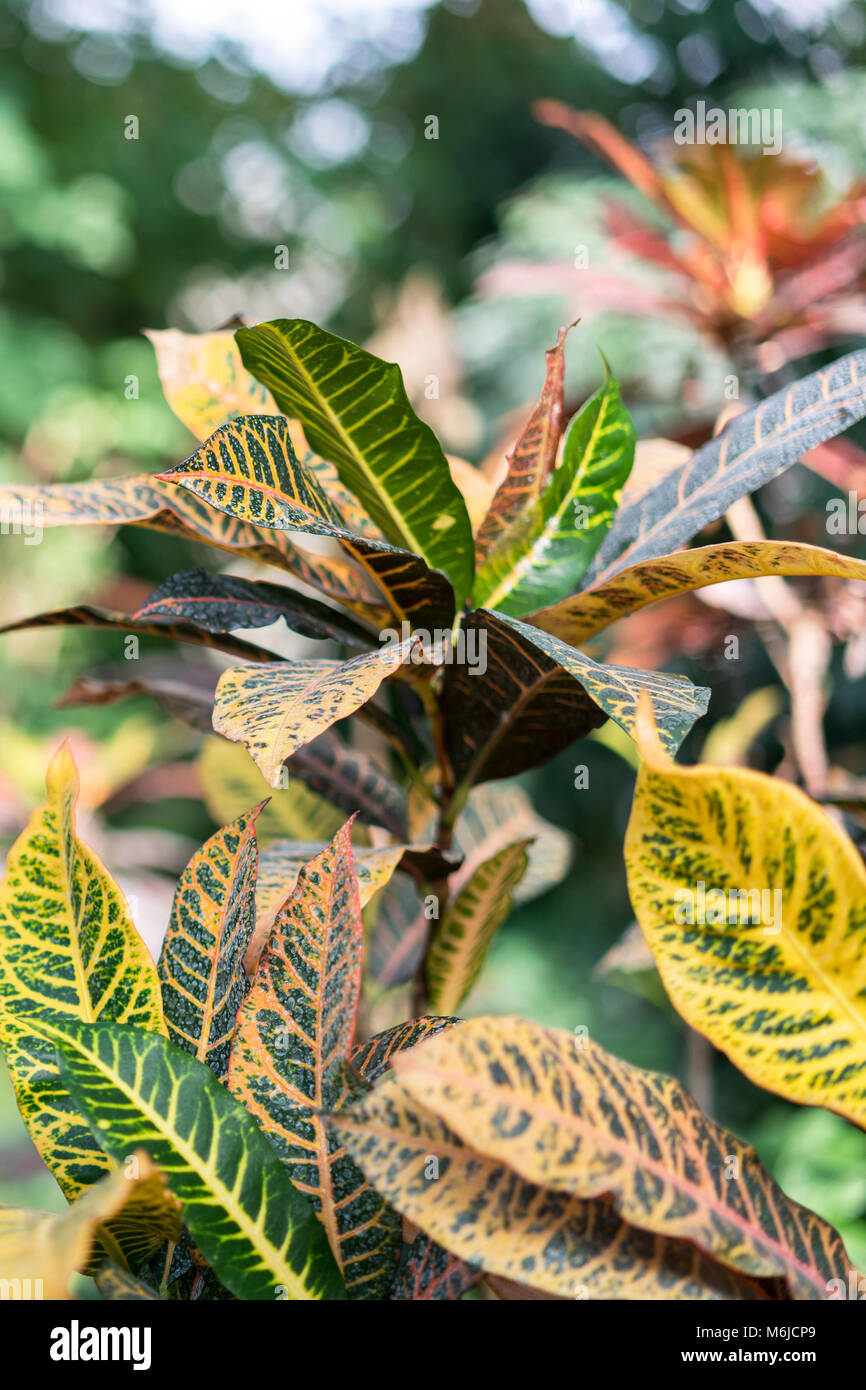 Croton with large yellowgreen leaves Stock Photo Alamy