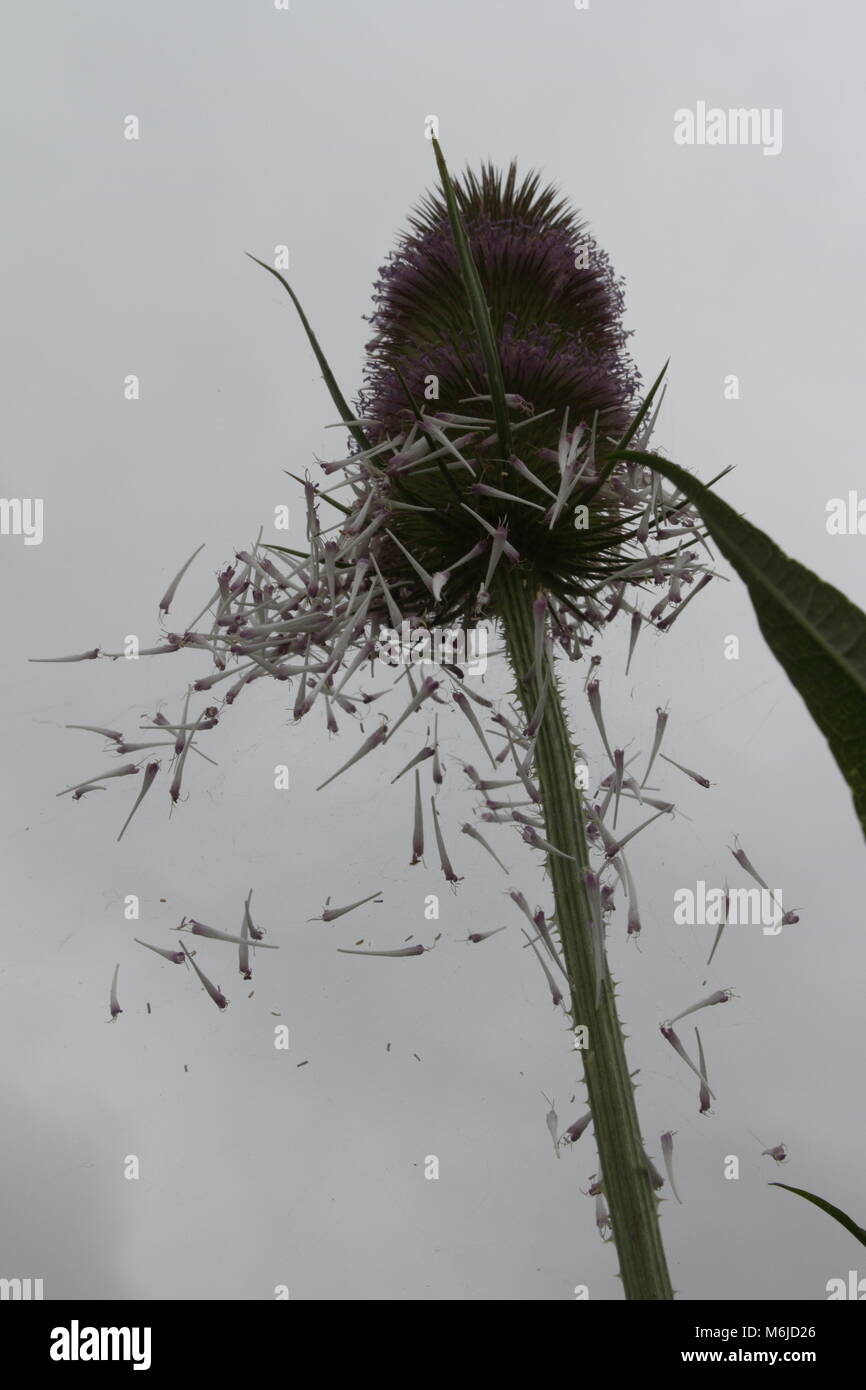 Caught in a trap Stock Photo Alamy