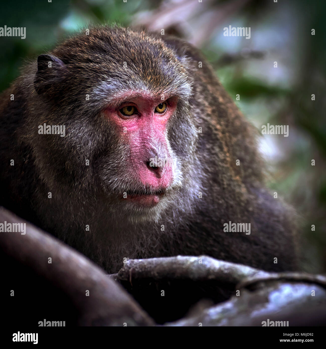 Formosan rock monkey, resting on the tree in Taiwan national park. Stock Photo
