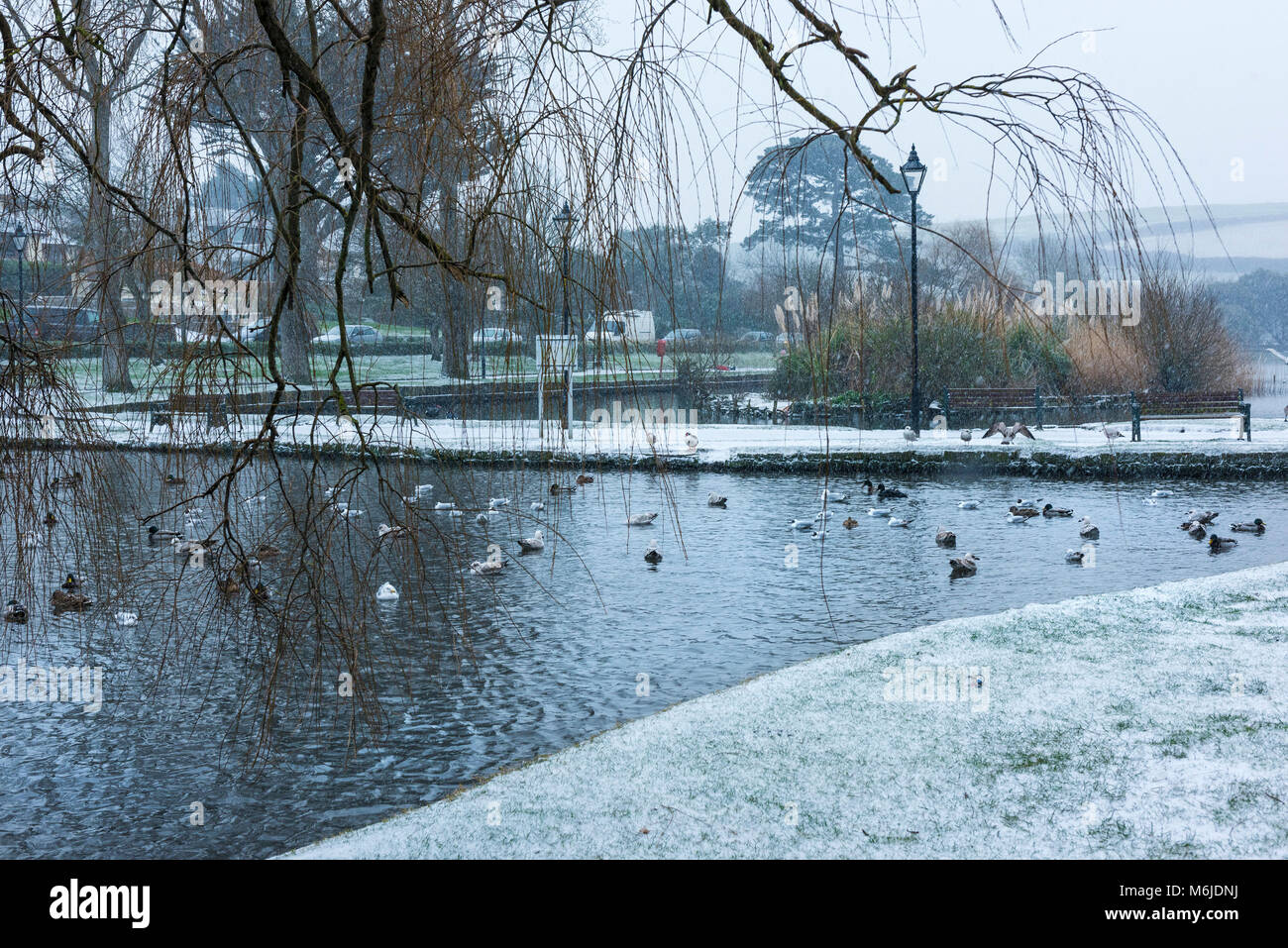 Snow falling in Trenance Gardens in Newquay Cornwall Stock Photo Alamy