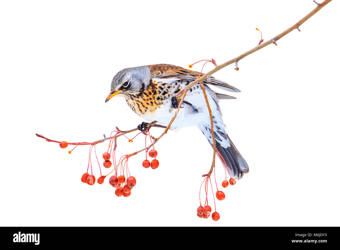 beautiful bird and red berries are isolated on a white background , changing the season, wild birds survive in the cold Stock Photo