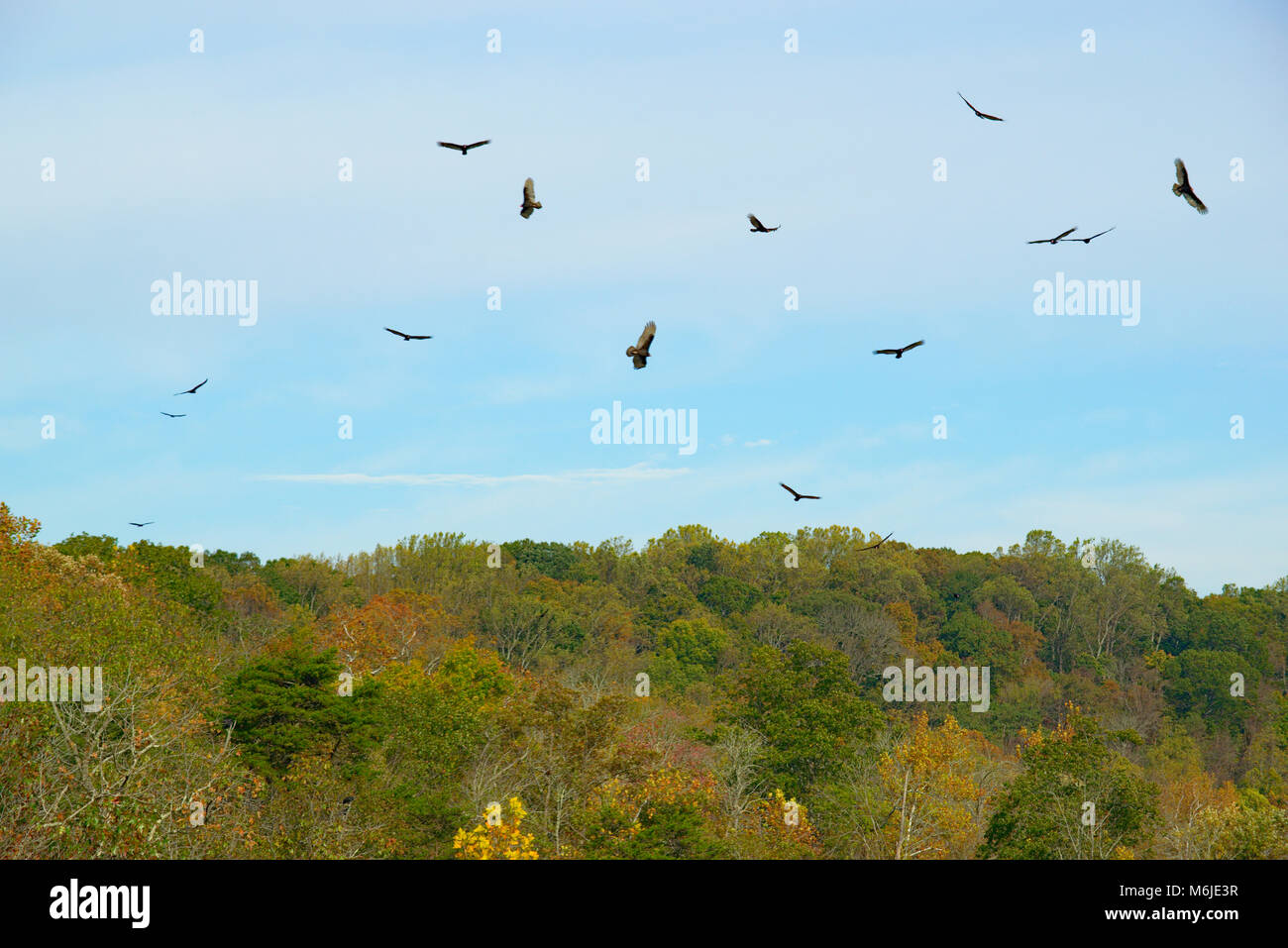 Several Vultures circling in the blue sky Stock Photo Alamy
