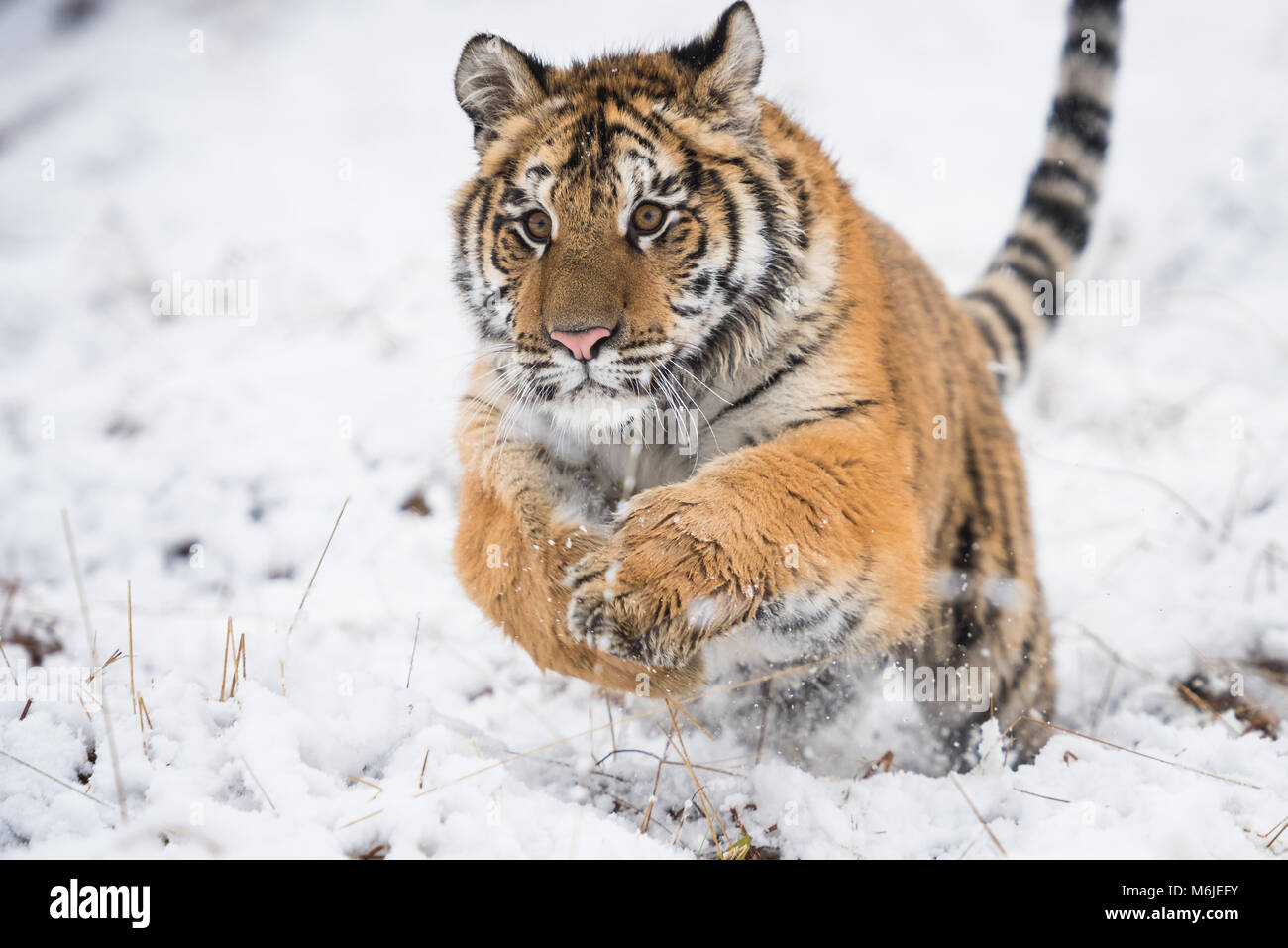 Young Siberian tiger running  and jumping across snow fields Stock Photo