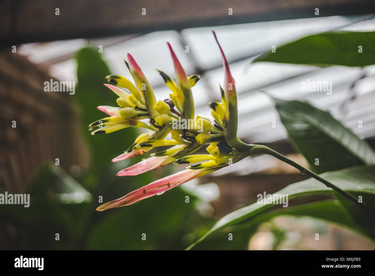 Yellow and red heliconia flower blooming in a greenhouse in Costa Rica Stock Photo