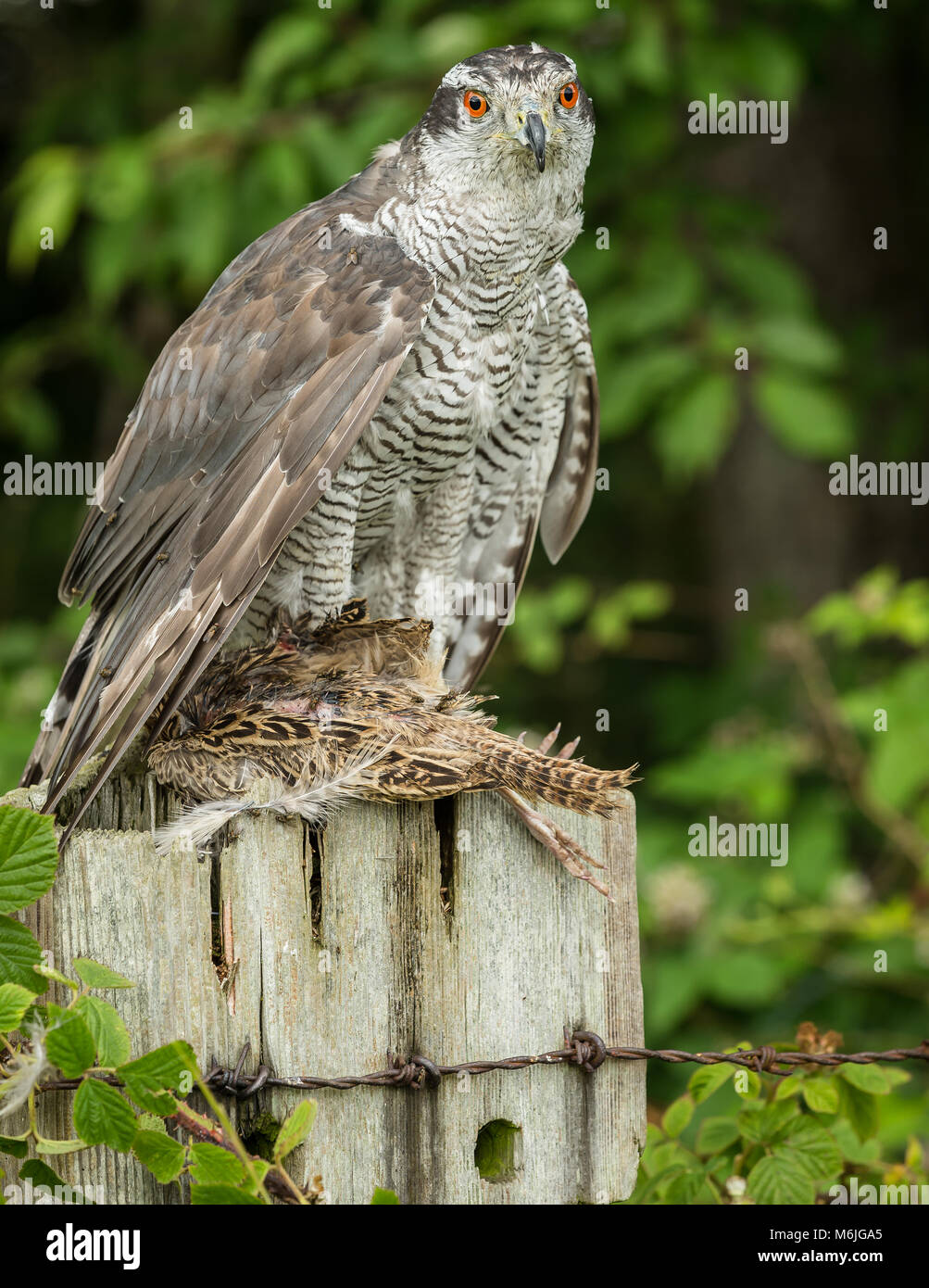 Goshawk on prey.  Large Goshawk on partridge.  Woodland setting.  Perched on old fencepost.  Portrait Stock Photo