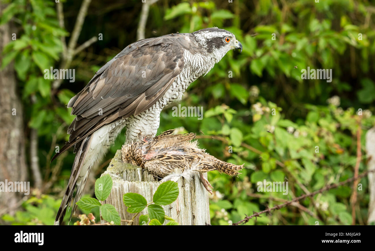 Goshawk on partridge.  The Goshawk is sat on an old fence post with a partridge in its talons.  Woodland setting.  Landscape. Stock Photo