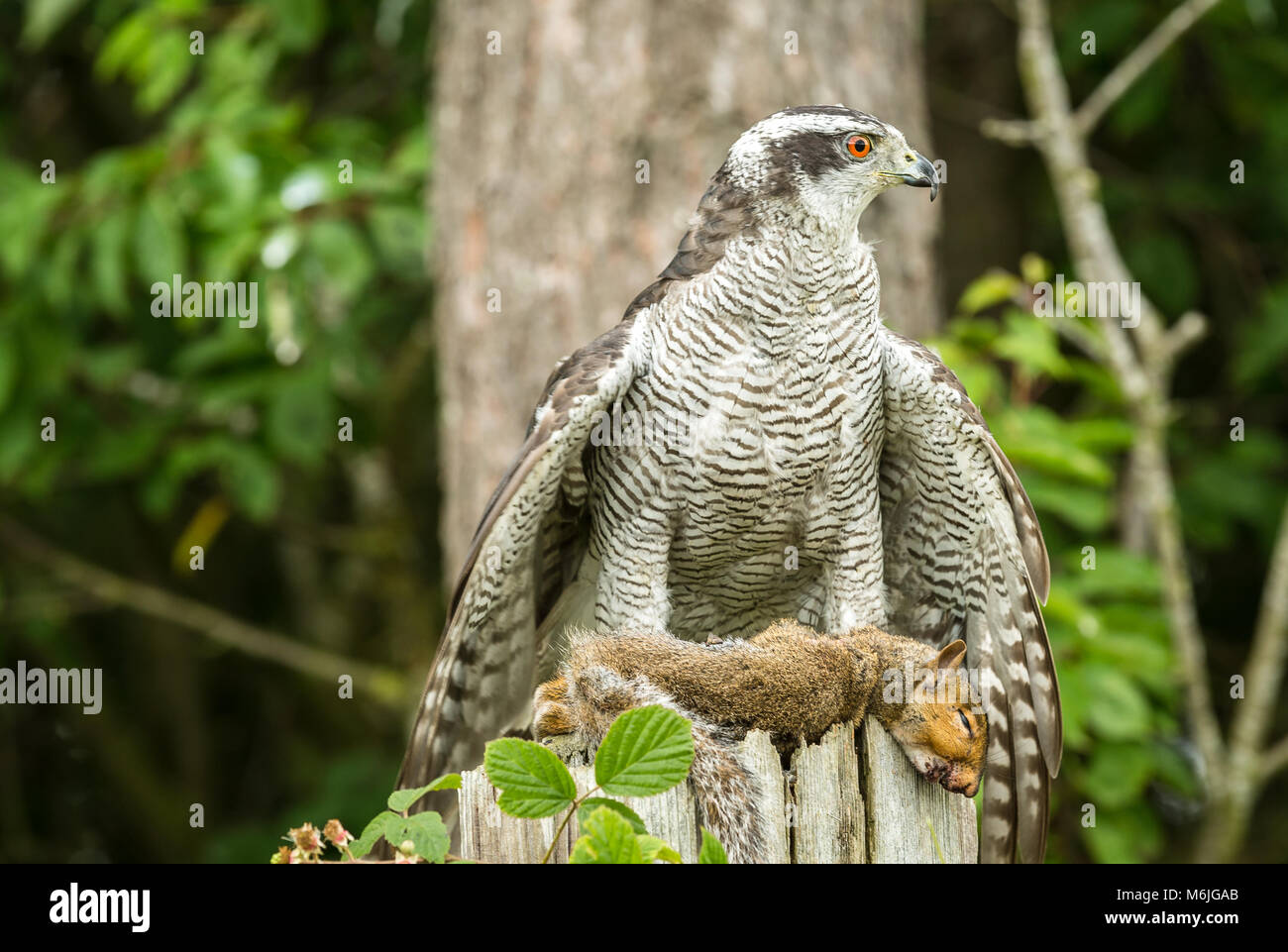 Goshawk on squirrel in woodland setting.  The Goshawk is perched on an old fencepost with a grey squirrel in its talons. Stock Photo