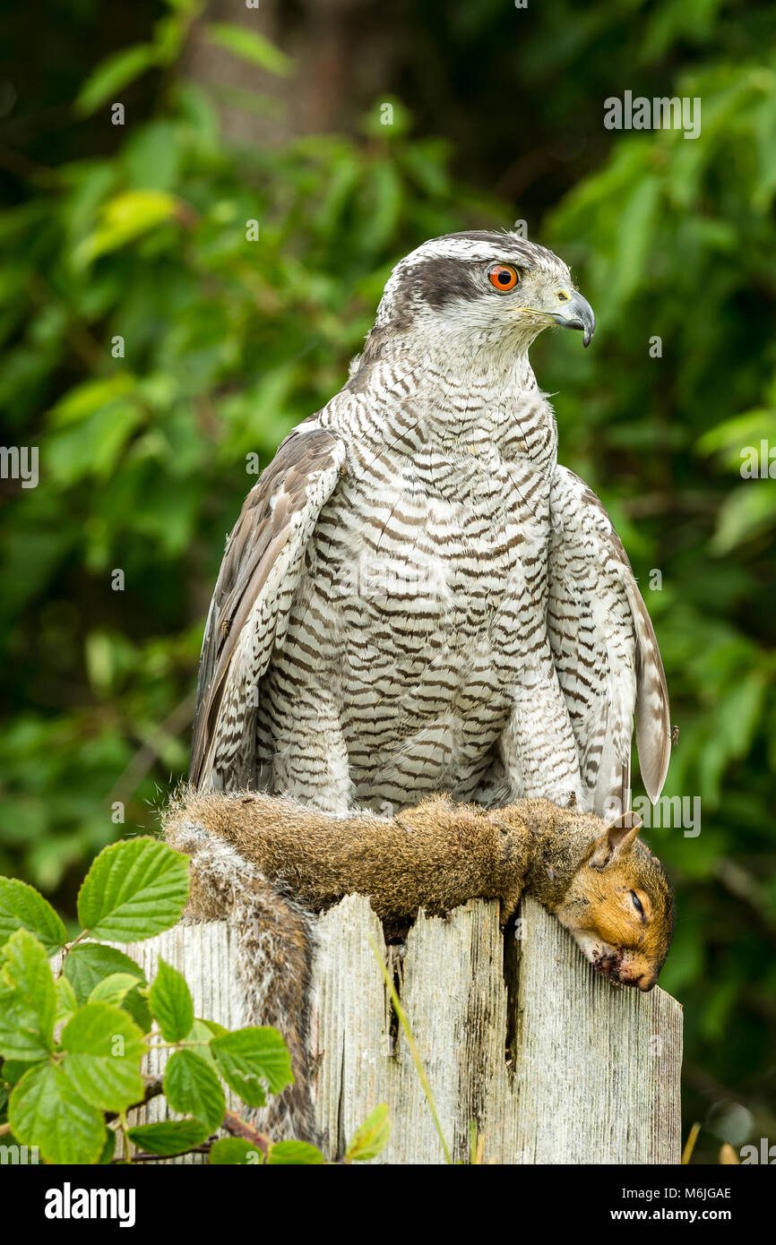 Close up of a Goshawk with orange eyes, perched on a fence post holding a grey squirrel as  its prey.  Portrait, vertical.  Copy space Stock Photo