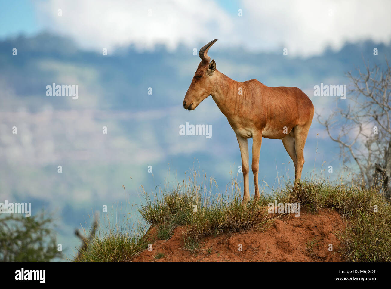 Hartebeest Alcelaphus buselaphus, large antelope from African savanna