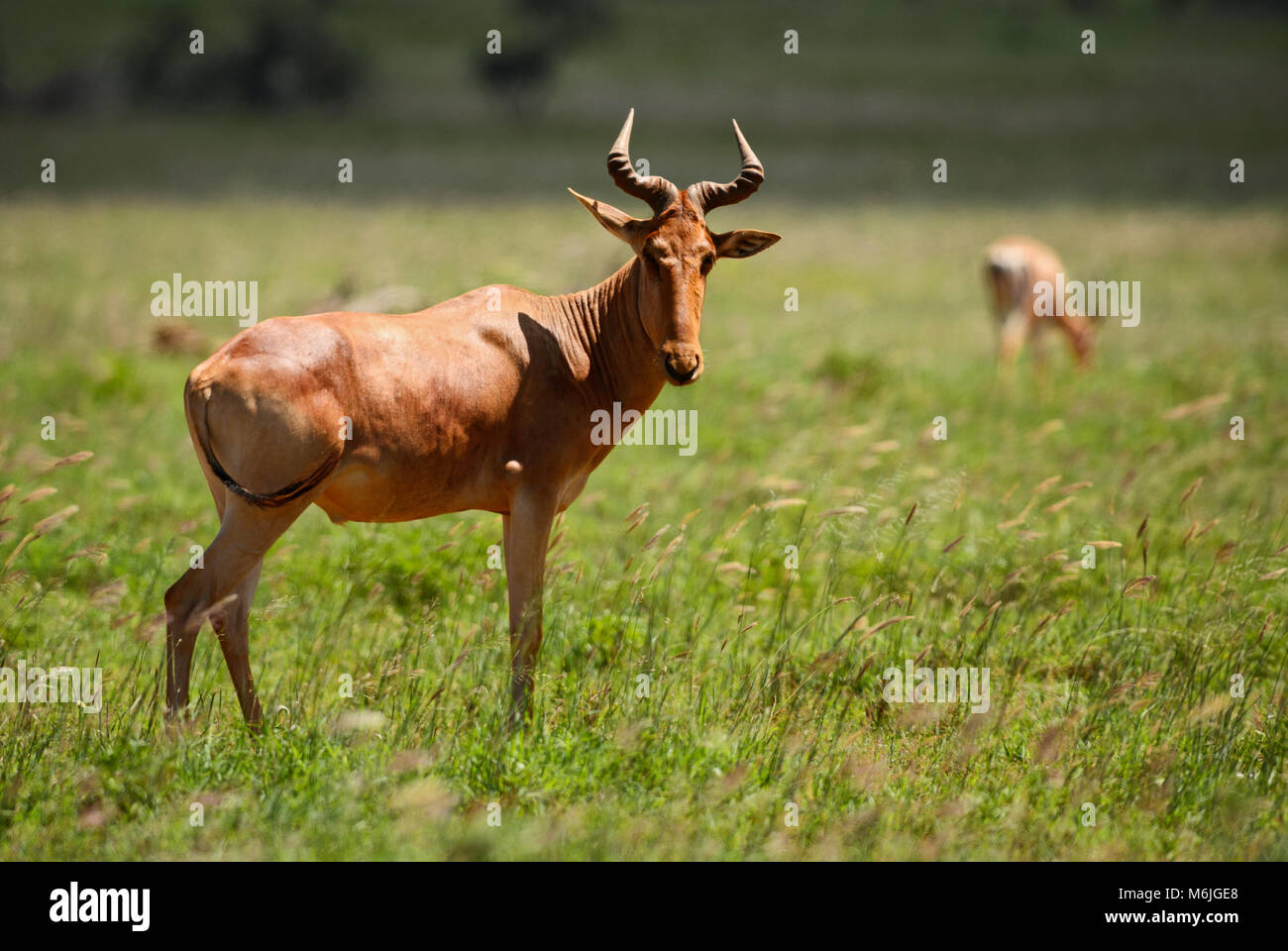 Hartebeest - Alcelaphus buselaphus, large antelope from African savanna ...