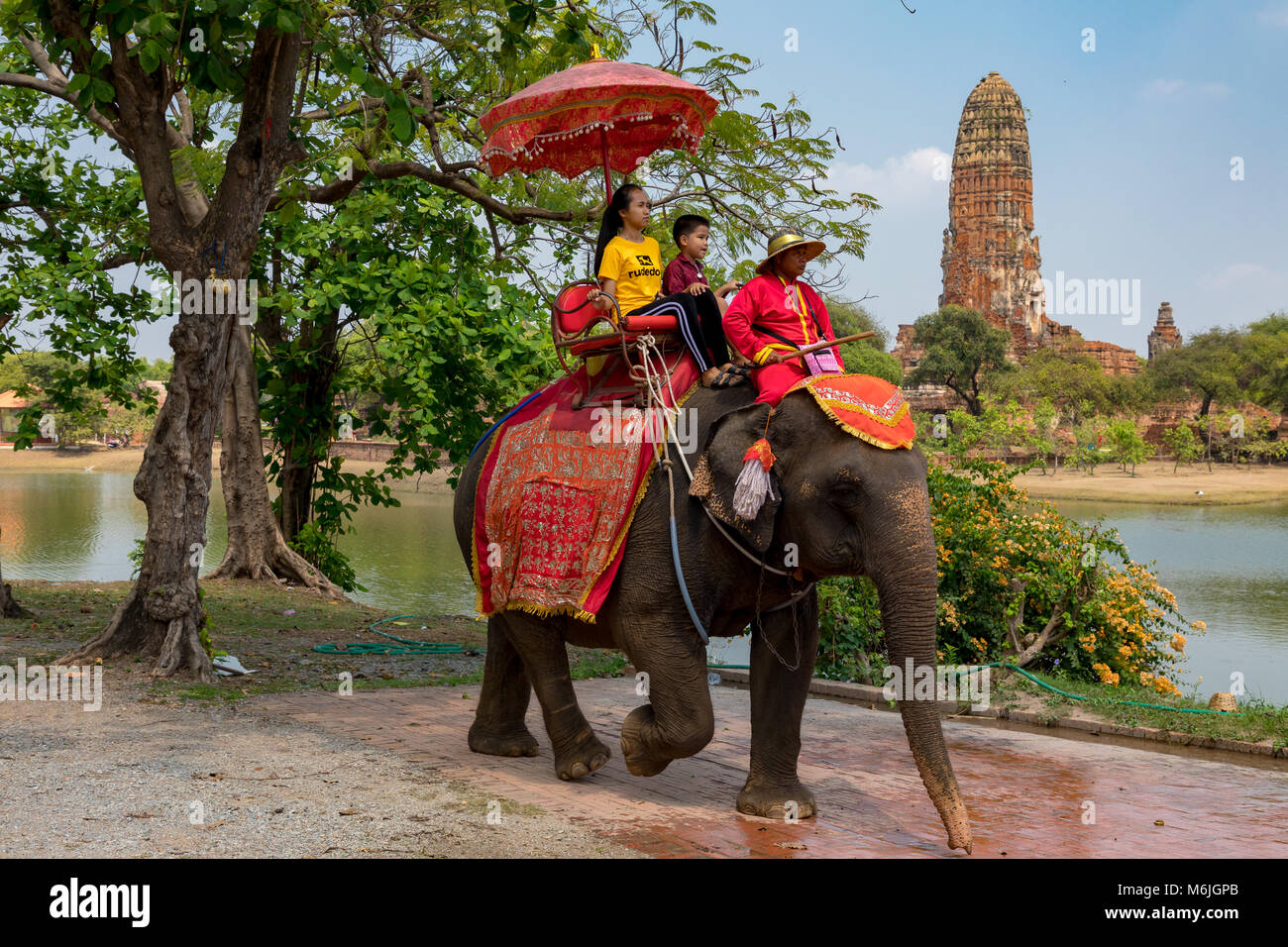 Wat Phra RamAyutthaya Thailand 01 March, 2018 Elephants, near the ruins of Wat Phra Ram Stock Photo