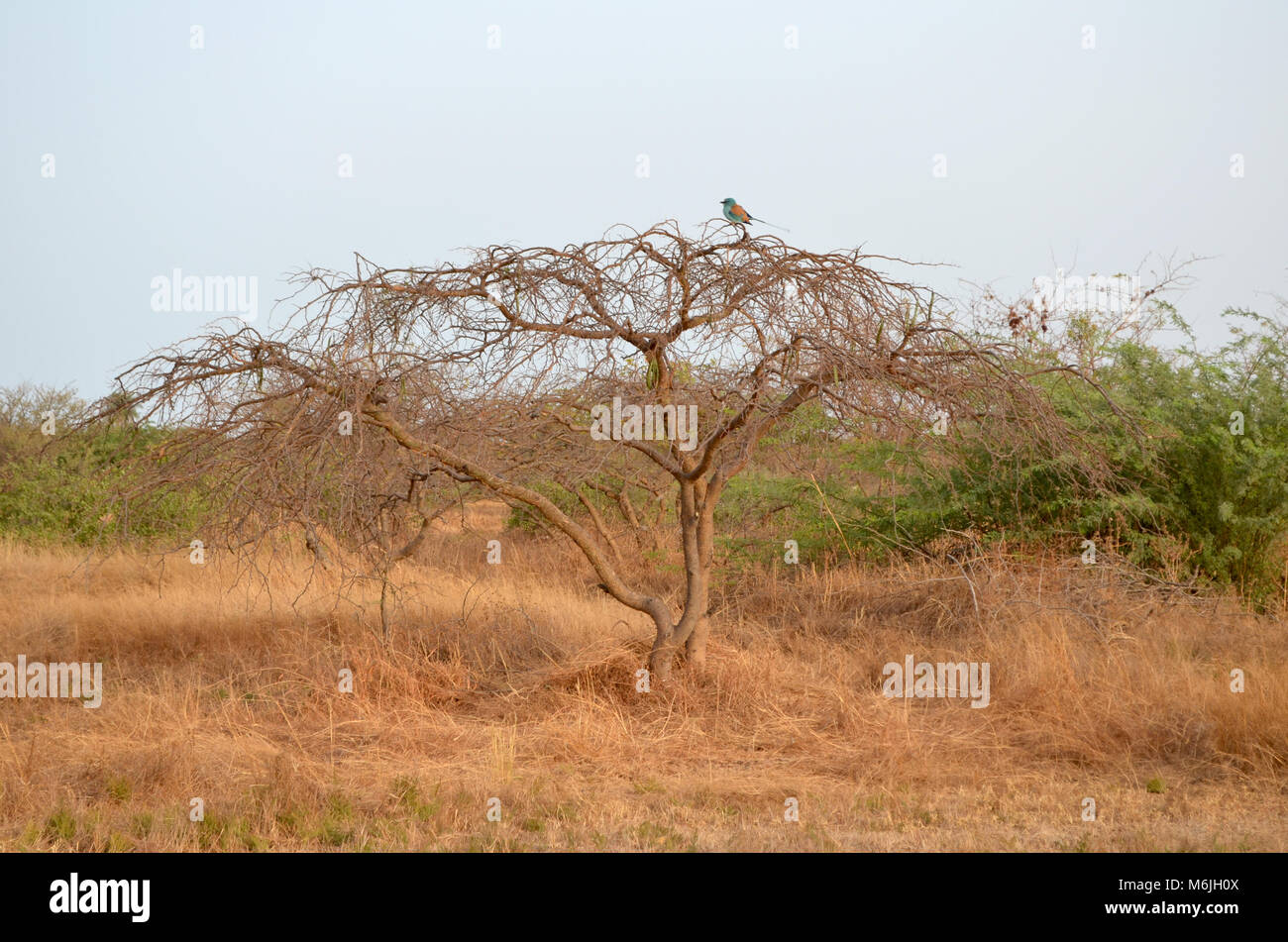 Dry savanna habitat in the Sahel belt region (Senegal, Western Africa
